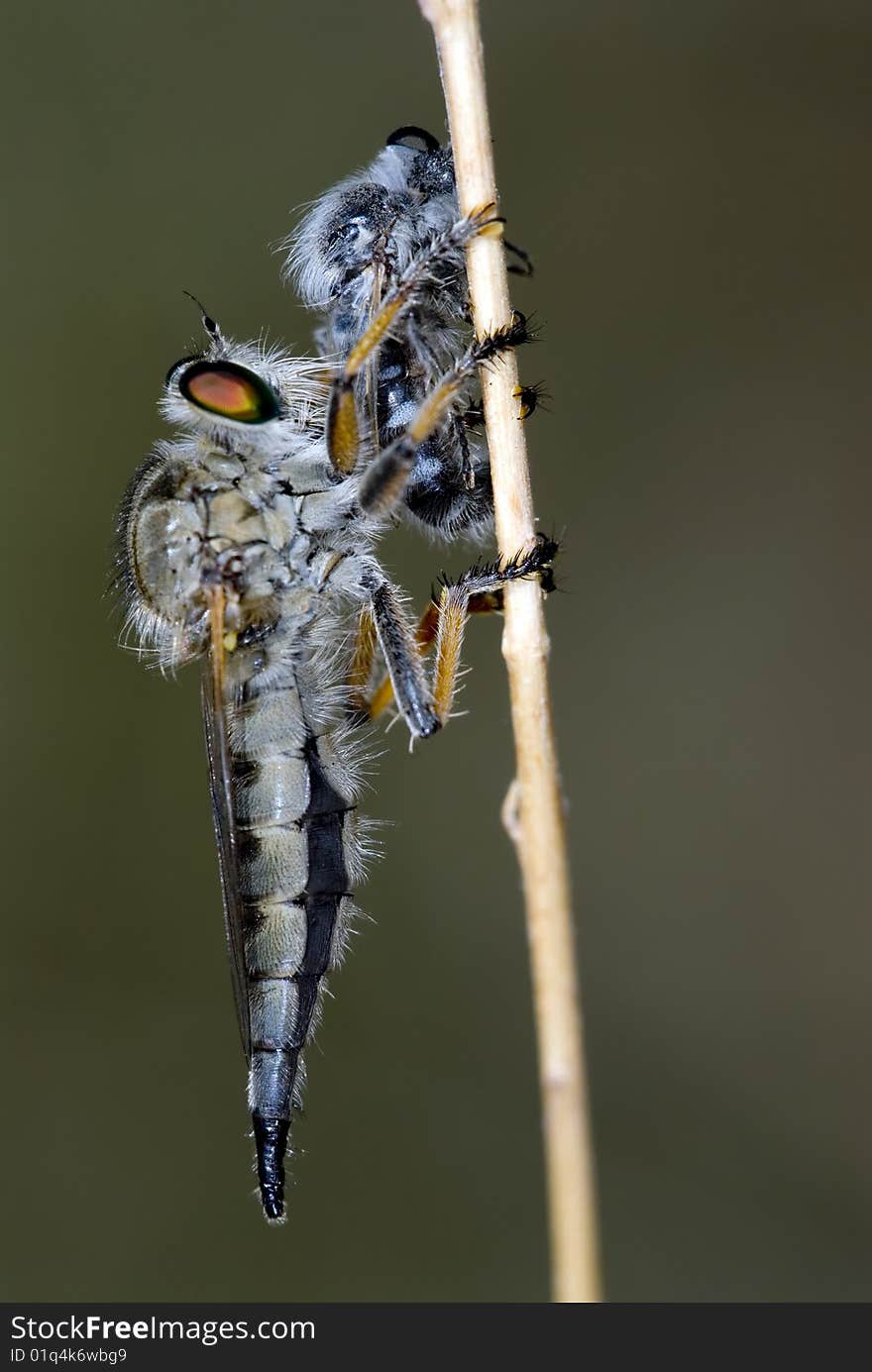 Asilidae