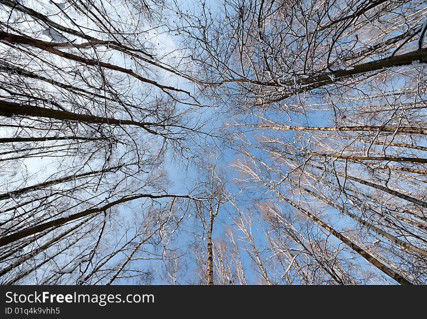 Winter tree crowns on deep blue sky. Winter tree crowns on deep blue sky