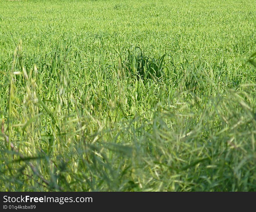 Green Wheat Field