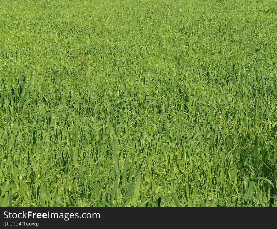 Green wheat field with the beautiful landscape