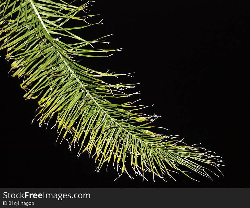 Palm frond isolated against black night sky