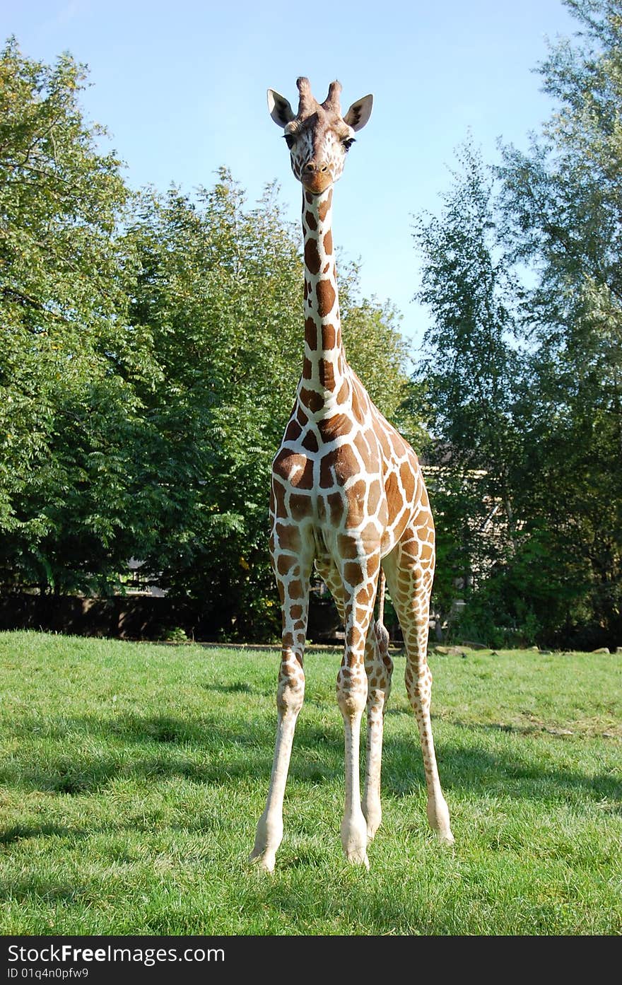 A baby giraffe stands tall.