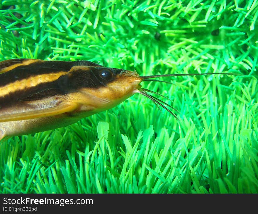 Catfish striped (Platidoras costatus) in aquarium