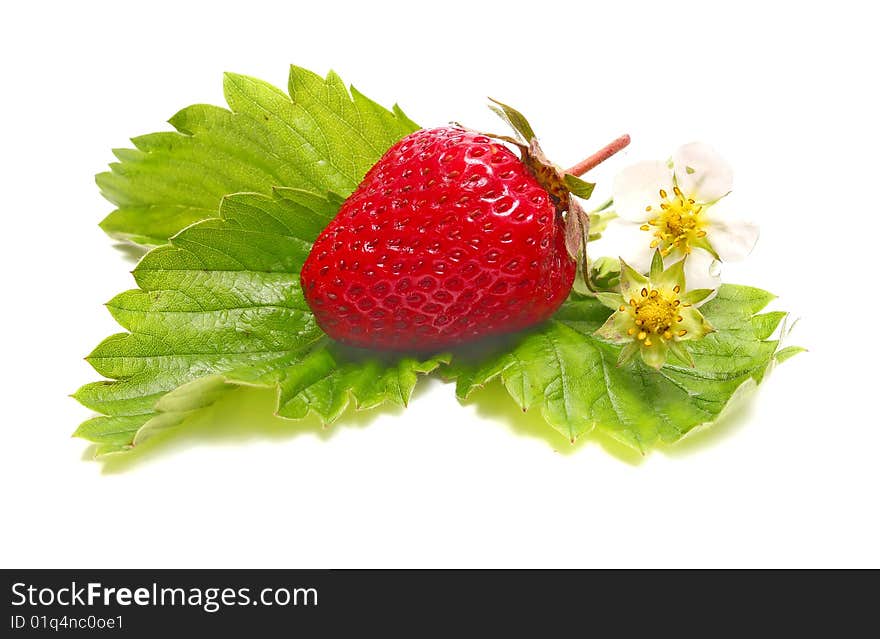 Strawberry and blossom isolated on white background