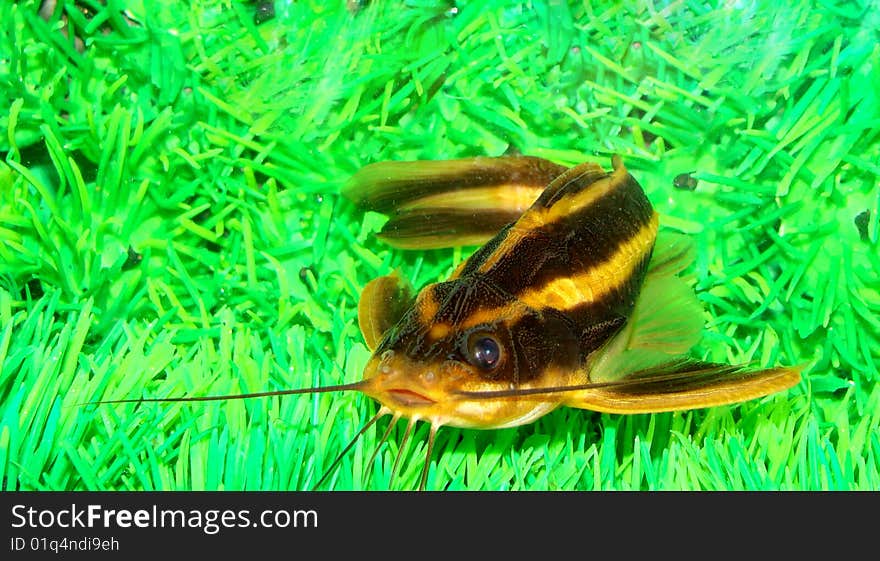 Catfish striped (Platidoras costatus) in aquarium