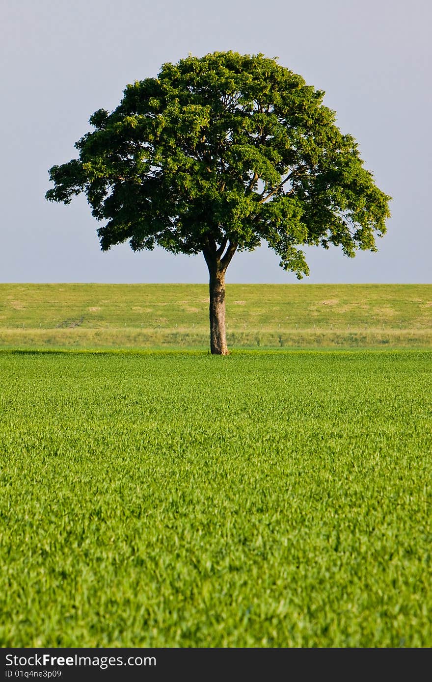 Countryside Meadow And Tree