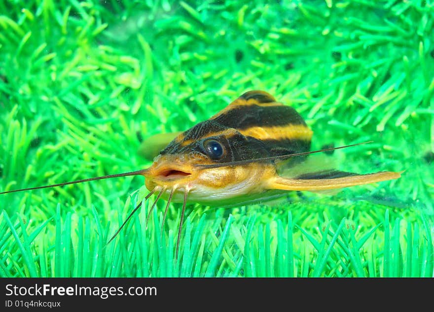 Catfish striped (Platidoras costatus) in aquarium