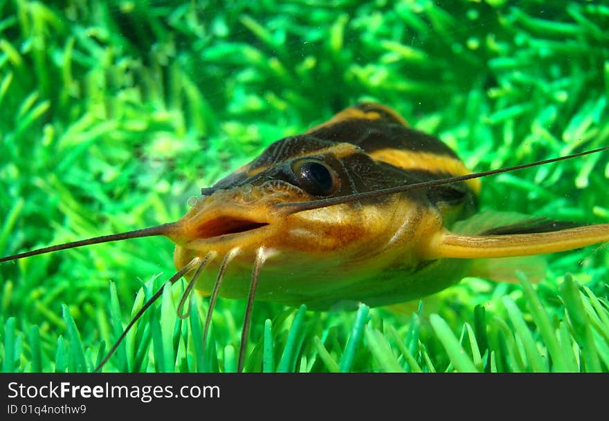 Catfish striped (Platidoras costatus) in aquarium