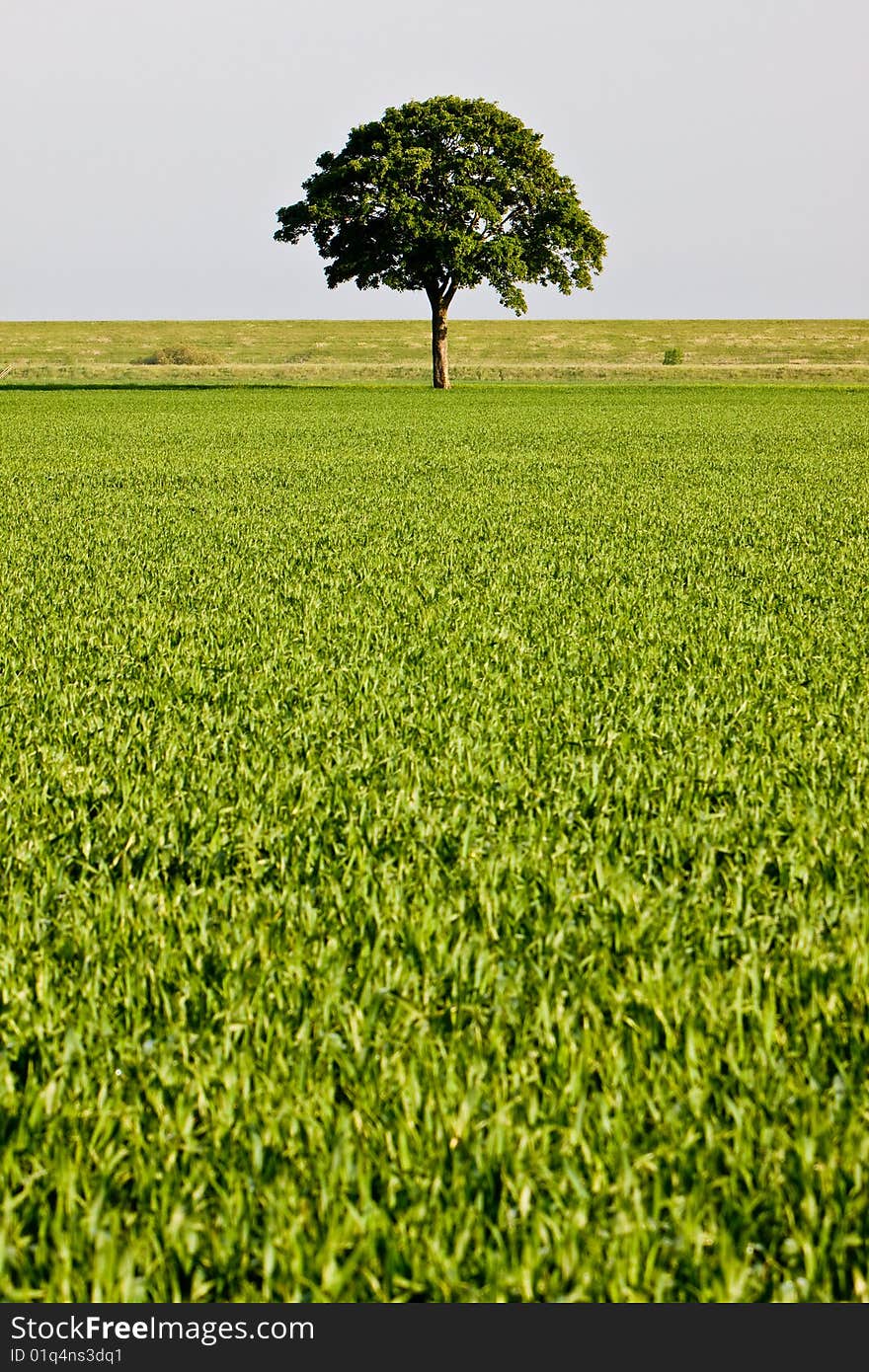 Countryside meadow and tree