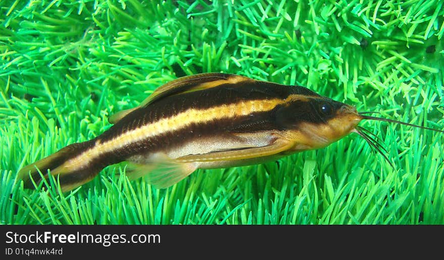 Catfish striped (Platidoras costatus) in aquarium