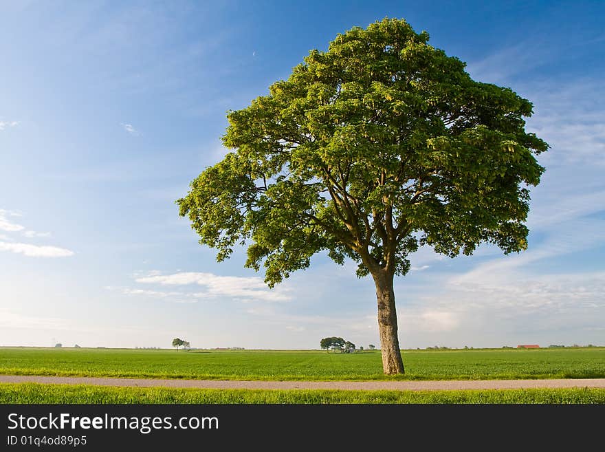 Countryside Meadow And Tree