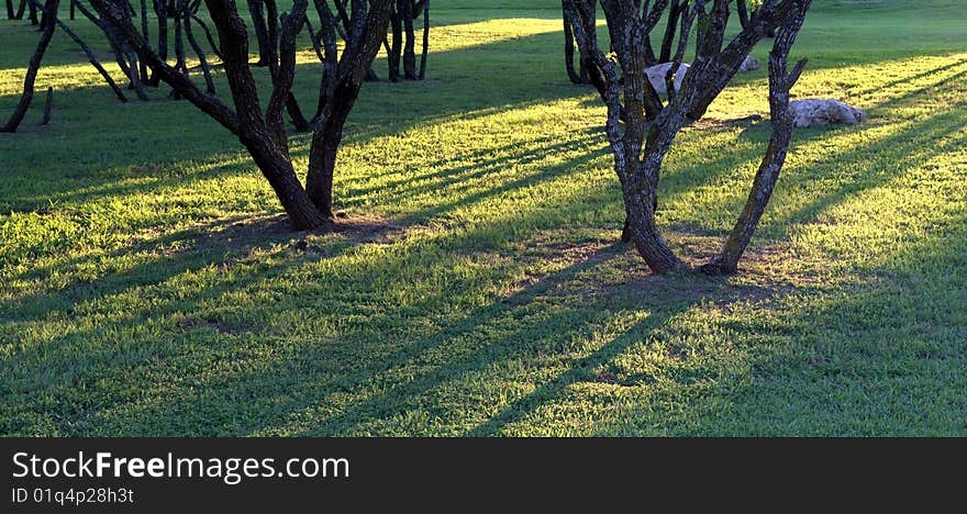 Sunshine through woods