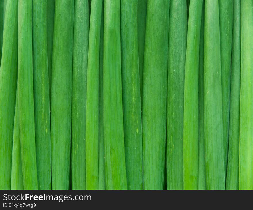 Stalks of onions green