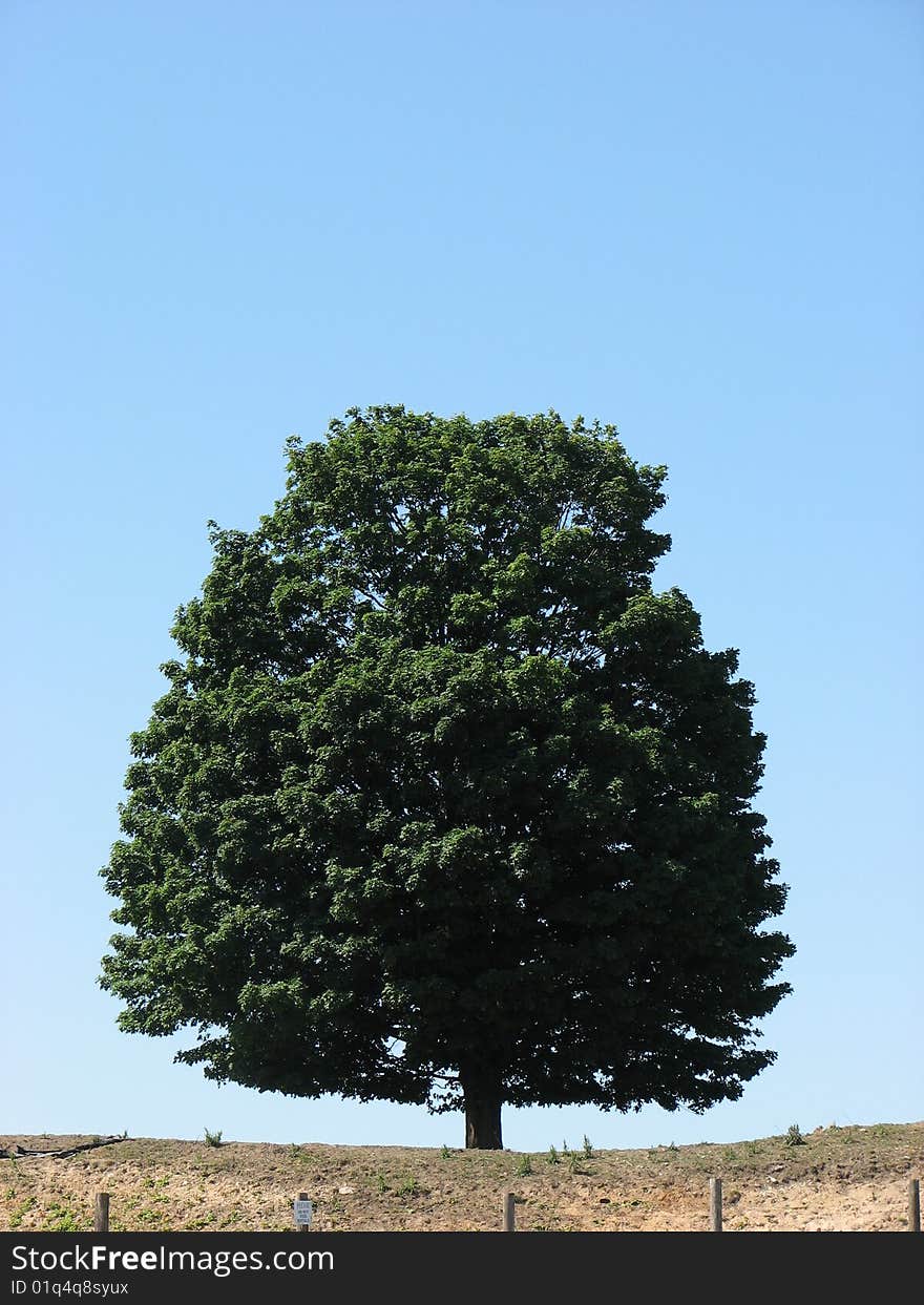 A tree sitting on a hill, in a meadow, with a clear, blue sky. A tree sitting on a hill, in a meadow, with a clear, blue sky