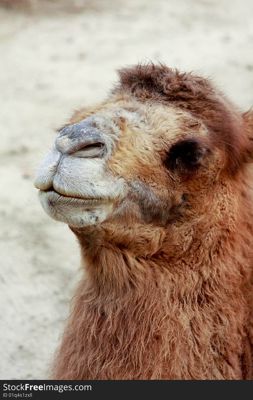 Camel face