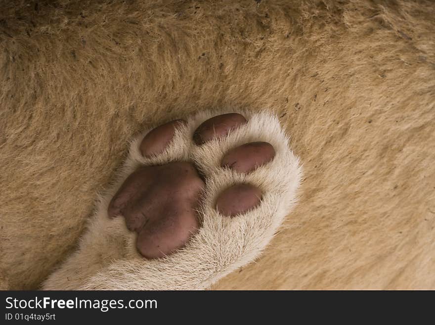 Paw of a lion cub resting on body of other cub. Paw of a lion cub resting on body of other cub