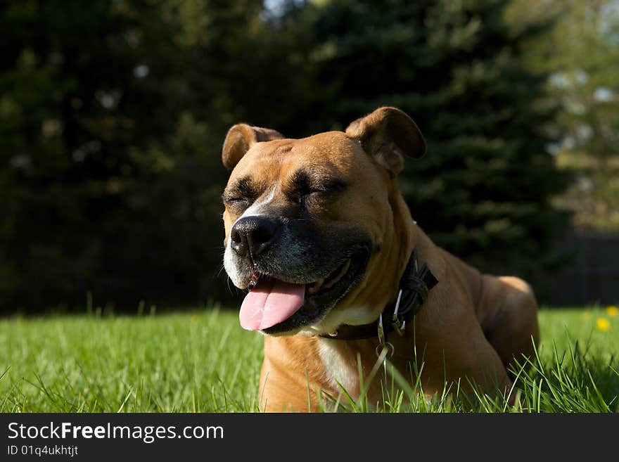 Dog Praying in the Grass with eyes closed