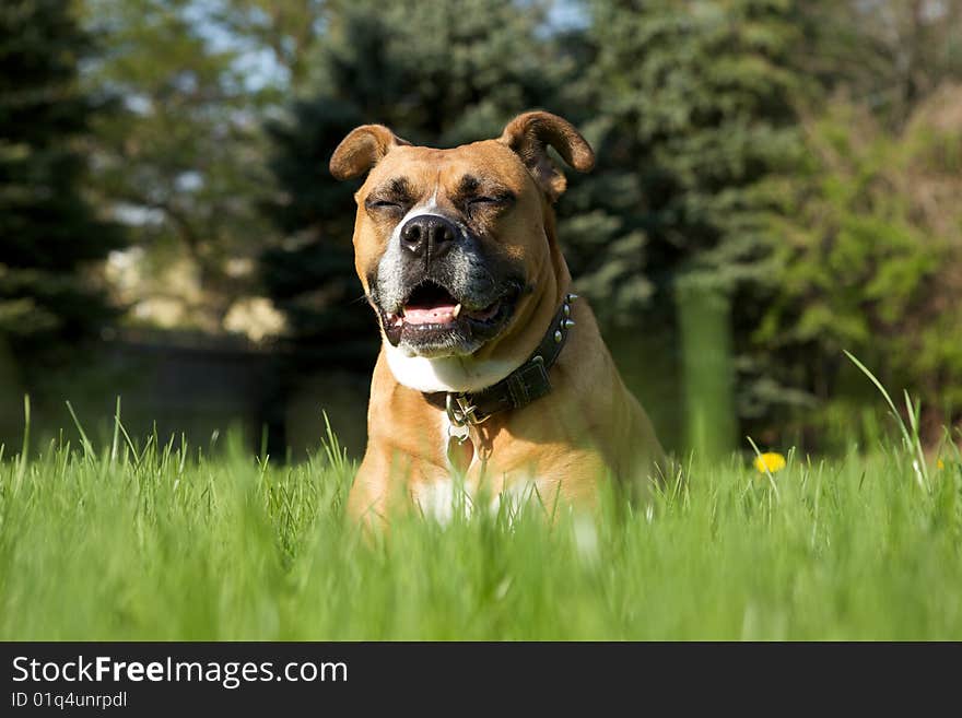 Dog Praying in the Grass with eyes closed