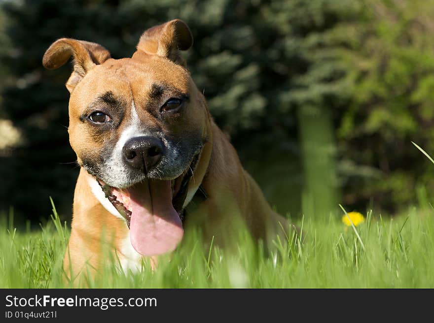 Funny Dog in the Grass with a goofy smile