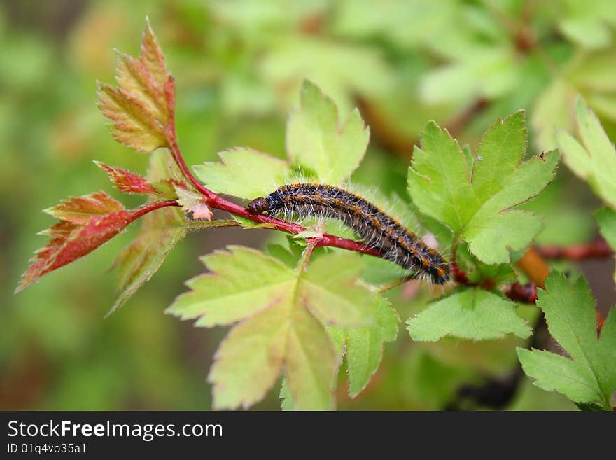 Caterpillar on a branch and