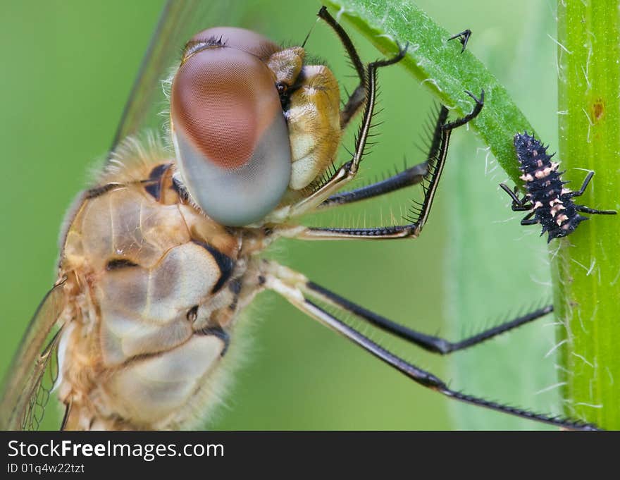 The damselfly falling on the leaf outside.