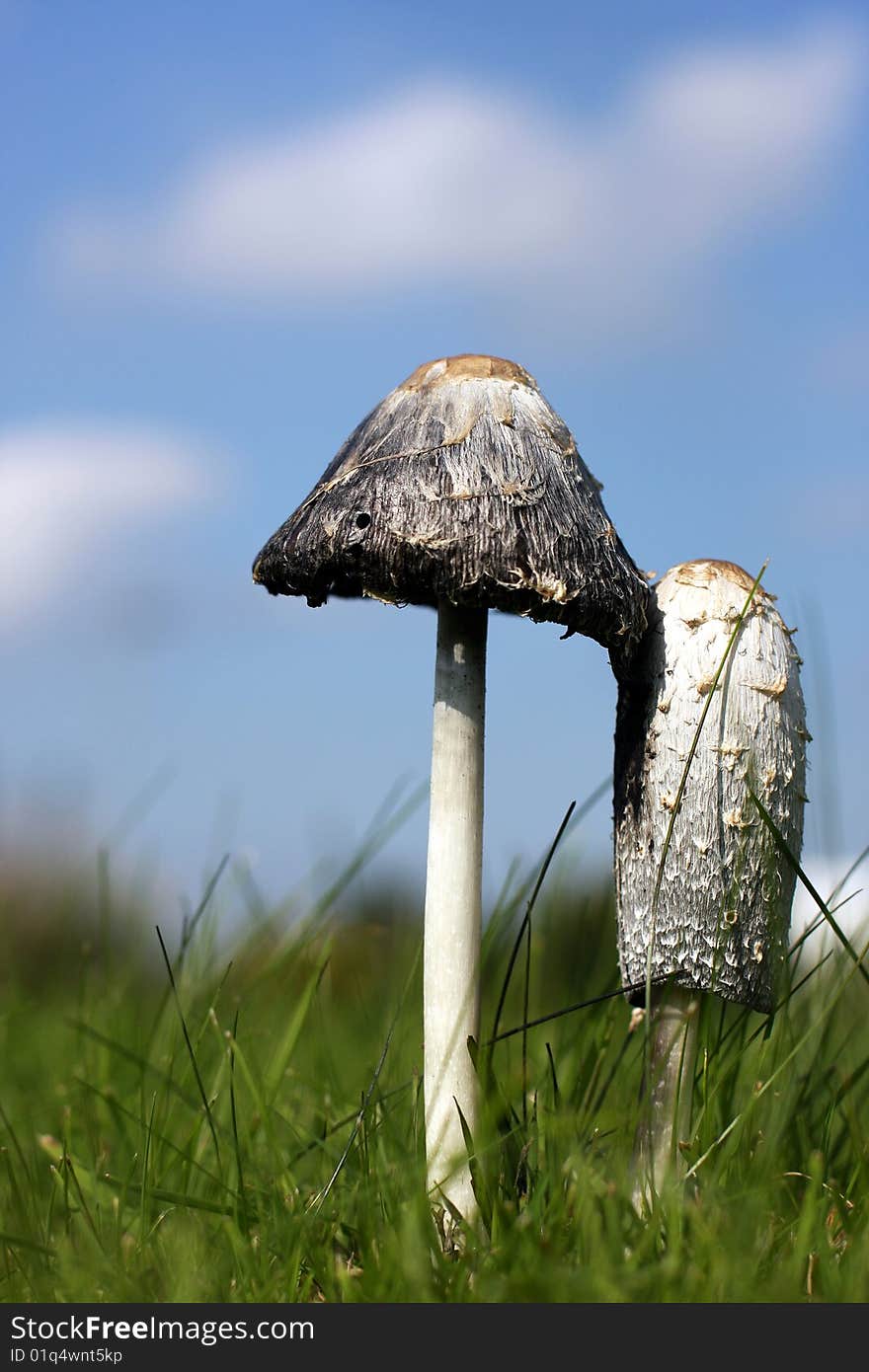 2 happy mushrooms waiting for you. 2 happy mushrooms waiting for you