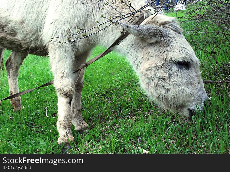 The white donkey eats a grass