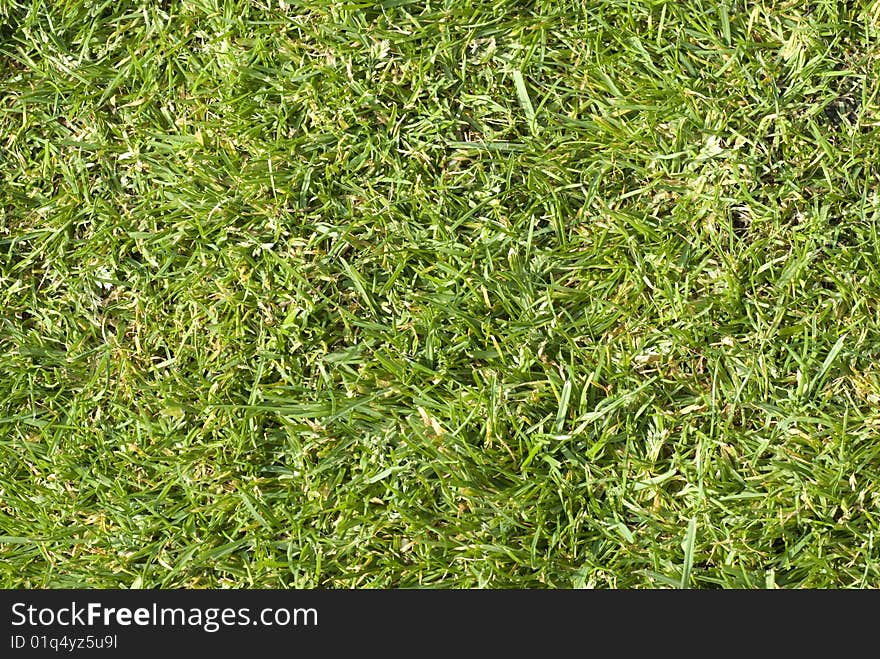 Close-up view of grass growing on lawn. Close-up view of grass growing on lawn