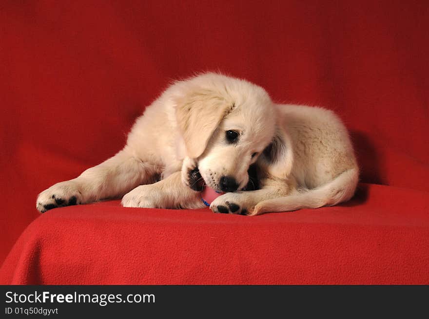 Golden retriever puppy