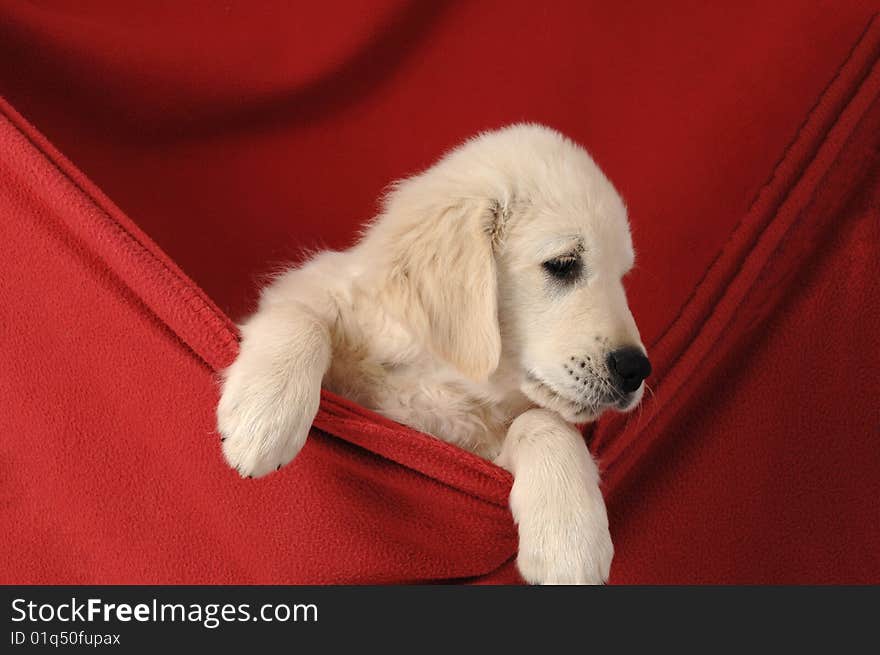 Golden retriever puppy