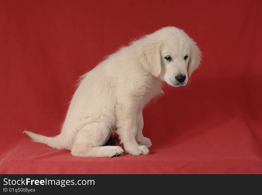 Golden retriever puppy