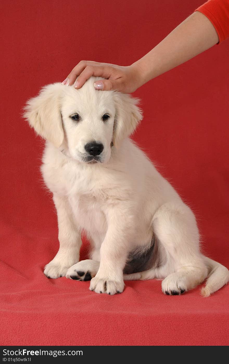 Golden retriever puppy