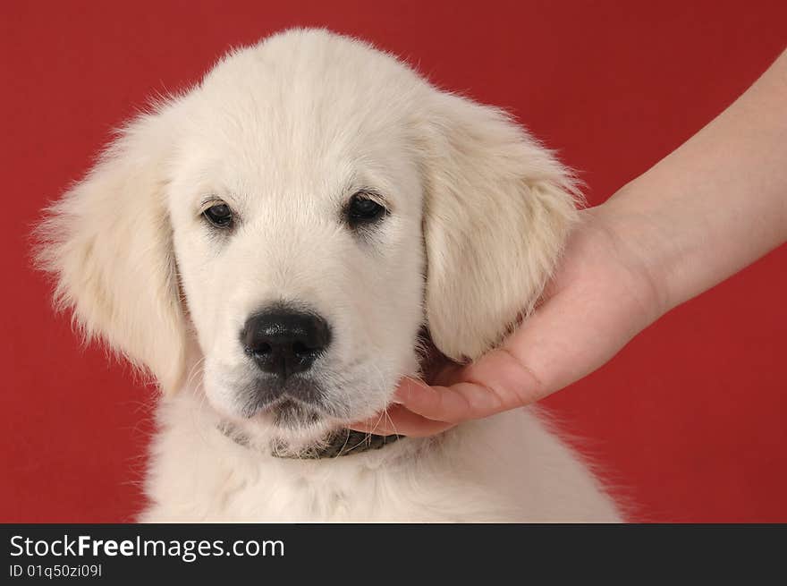 Golden retriever puppy