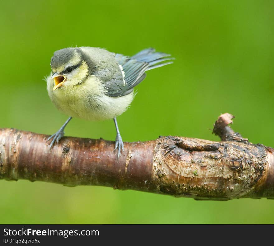 Blue Tit