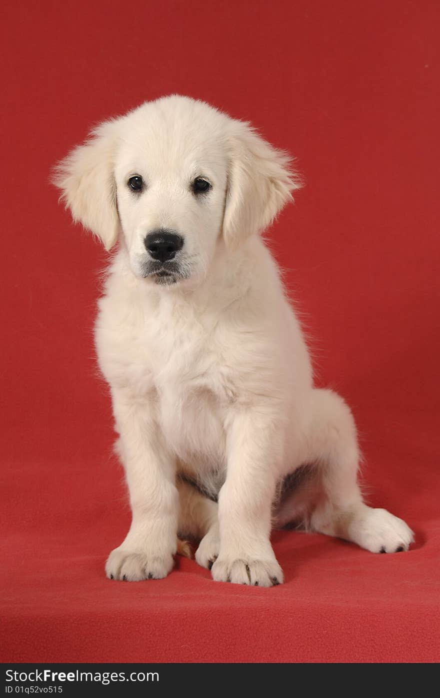 Golden retriever puppy