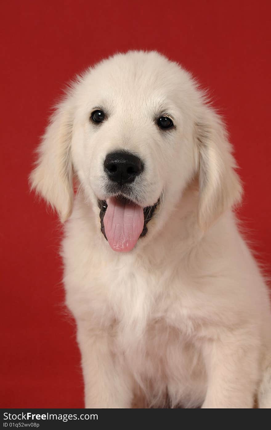 Golden Retriever Puppy