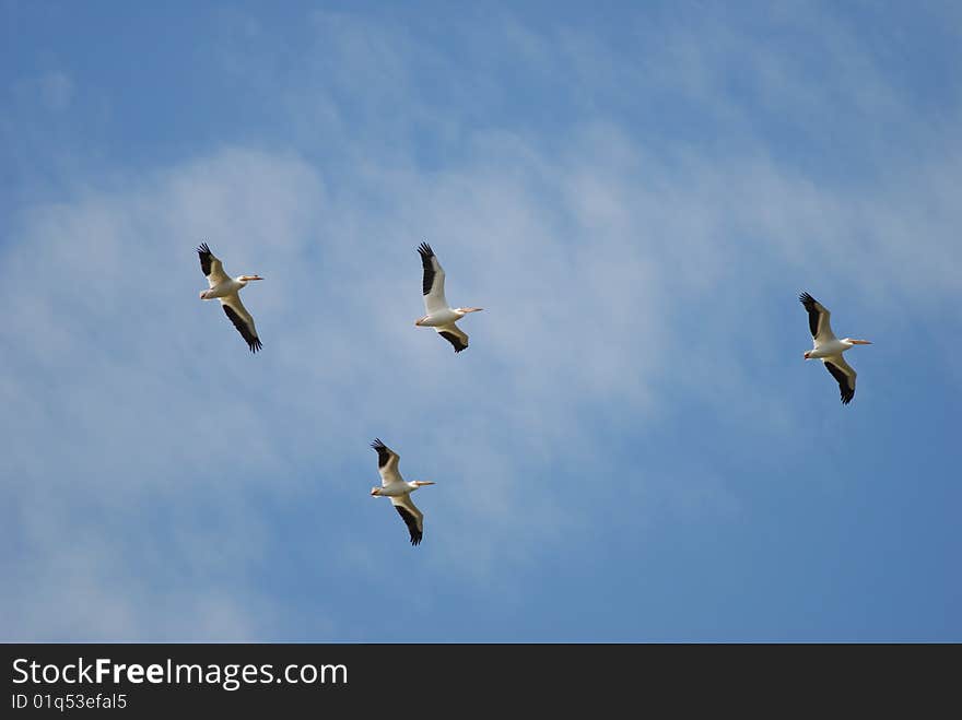 Pelicans in formation against a blue sky. Pelicans in formation against a blue sky