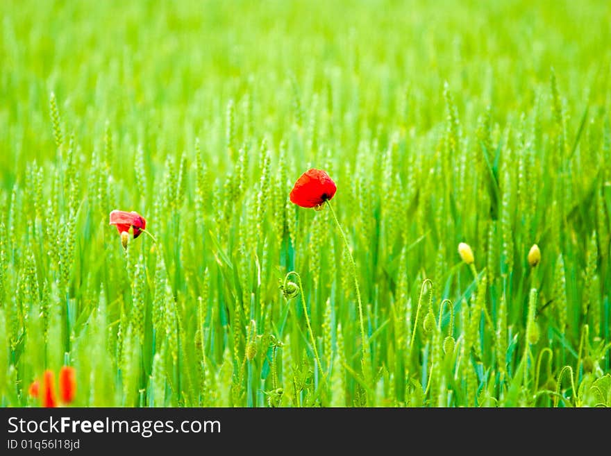 Wild Flowers