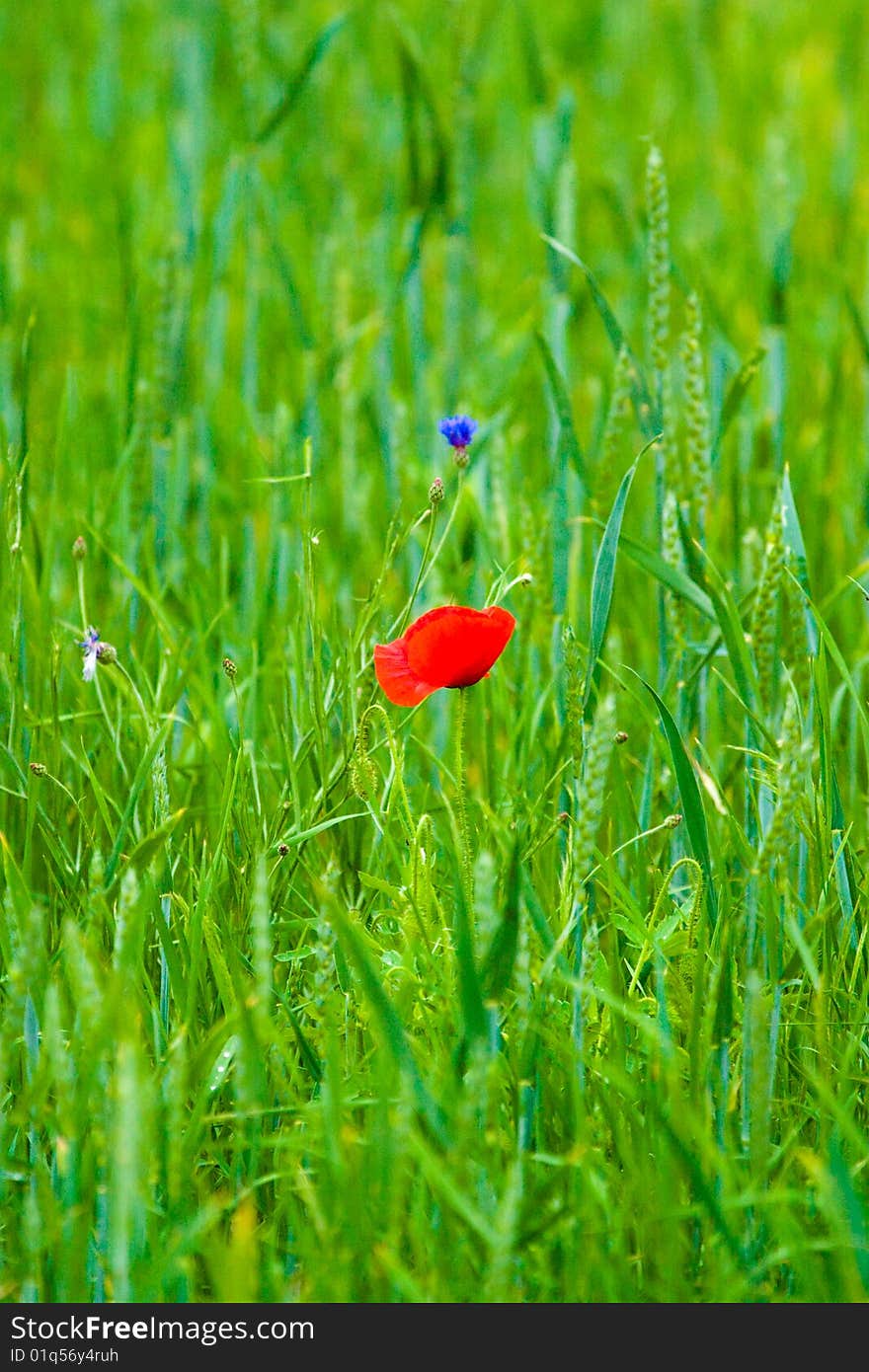 Wild flower after big rain. Wild flower after big rain