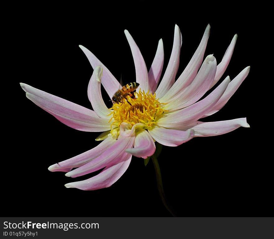 Bee collecting pollen on Dahlia flower. Bee collecting pollen on Dahlia flower