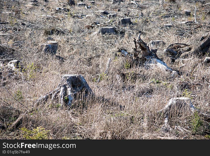 Clearing with tree stumps and dry grass