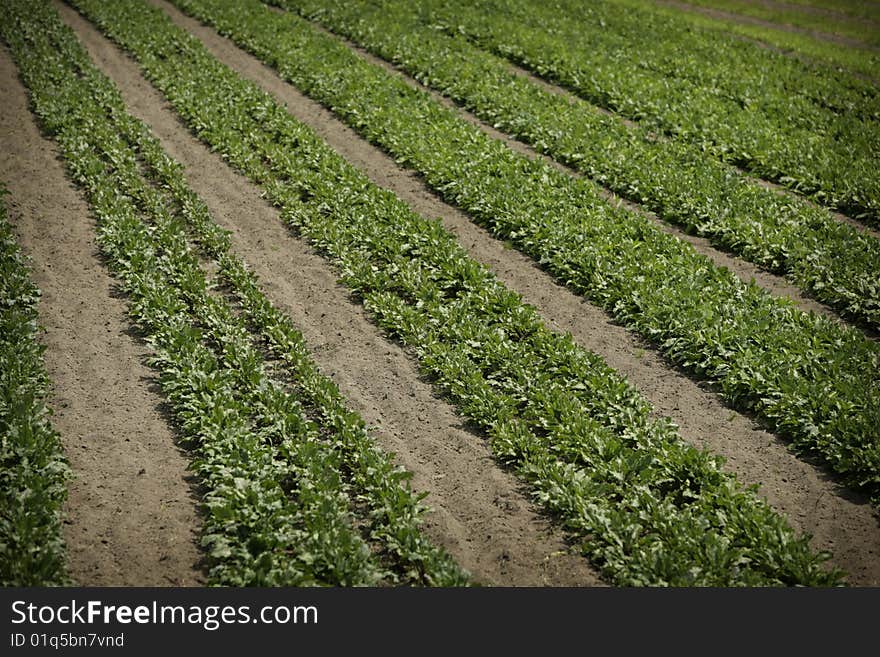 Field of growing vegetables in rows