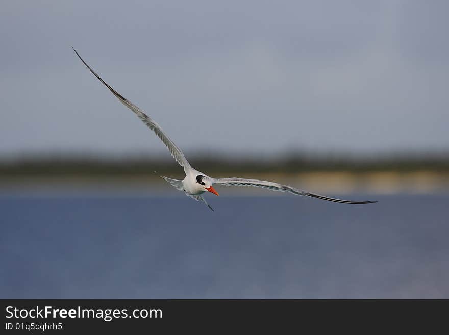 Royal Tern (Thalasseus maximus maximus)