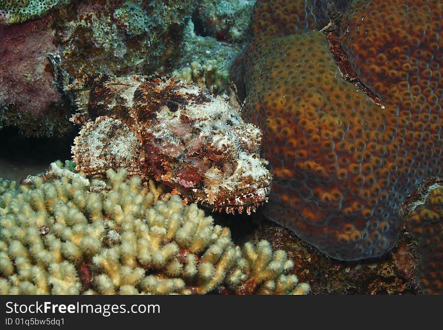 Spotted Scorpionfish (Scorpaena plumieri)