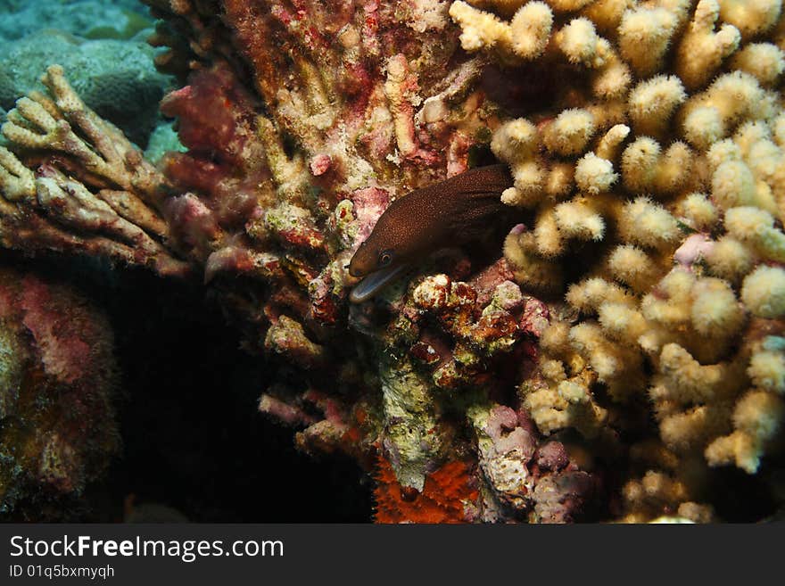 Goldentail Moray (Gymnothorax miliaris)