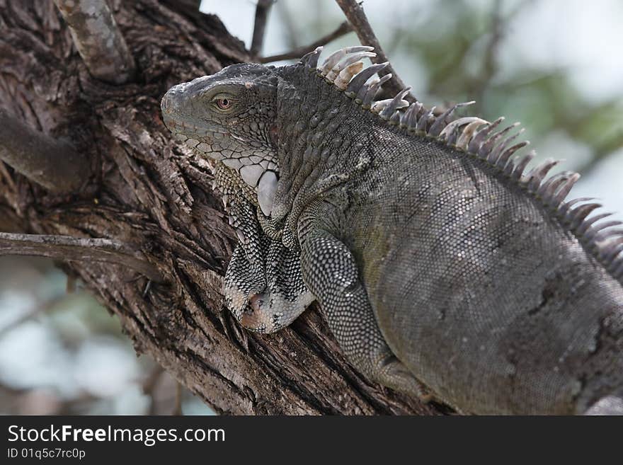 Green Iguana (Iguana iguana) resting in a tree.