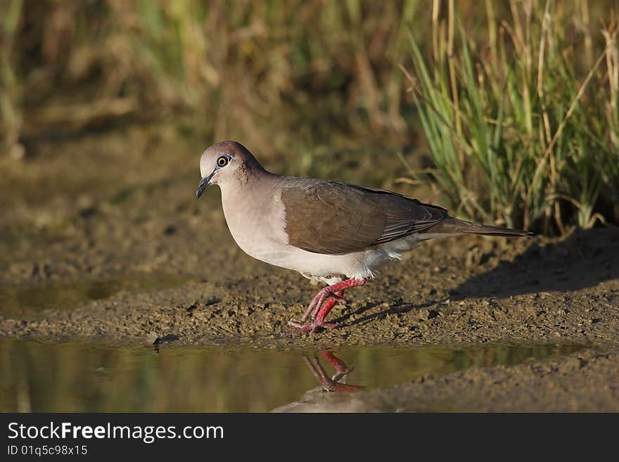 White-tipped Dove (Leptotila verreauxi verreauxi) about to drink in a pool of water.