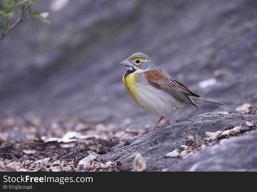 Dickcissel (Spiza Americana)