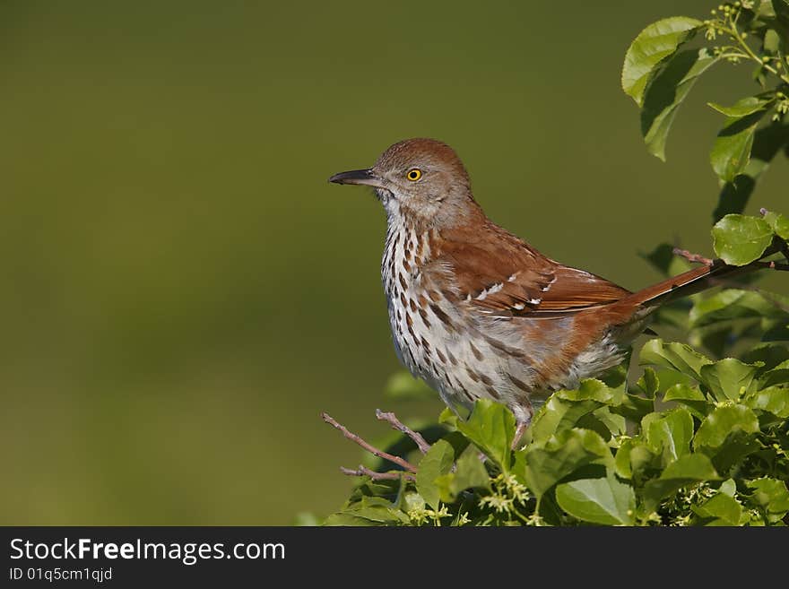 Brown Thrasher (Toxostoma rufum rufum)