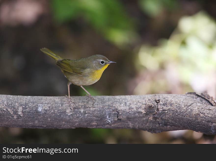 Common Yellowthroat (Geothlypis trichas trichas), Spring migrant female sitting on branch.